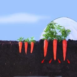 Kweekfolie / Tunnelfolie - 2 × 10 M -Perfecte Tuin 1534088192 2 600