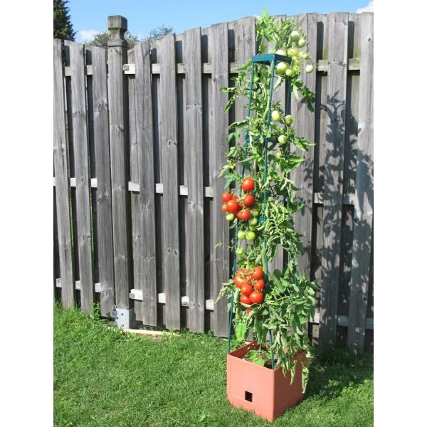 Plantentoren Maxitom Met Waterreservoir - Terracotta 2 Plantentoren Maxitom Met Waterreservoir - Terracotta - Afbeelding 2