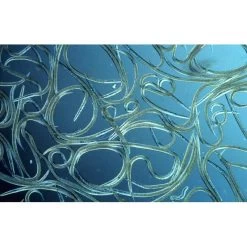 Aquanemix 1.25 V - Doseersproeier Voor Aaltjes -Perfecte Tuin auquanemix 125 v doseersproeier 1497858309 1 600