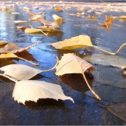 Fijnmazig Vijvernet 6 × 5 Meter -Perfecte Tuin fijnmazig vijvernet 6 x 5 meter 1541778382 1 600