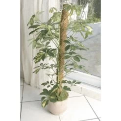 Kokos Kamerplantensteun - Plantstok Ø45 Mm × 1 M -Perfecte Tuin kokos plantensteun 45 mm x 1 m 1622717806 3 600