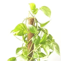 Kokos Kamerplantensteun - Plantstok Ø 45 Mm × 1,5 M -Perfecte Tuin kokos plantstok 45 mm x 15 m 1622714996 4 600