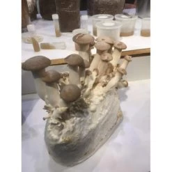 Kweekset 7,5 Liter Koningsoesterzwam 3 Kweekset 7,5 Liter Koningsoesterzwam -Perfecte Tuin kweekset koningsoesterzwam 75 l 1486031844 1 600