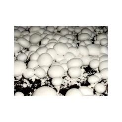 Kweekset 7,5 Liter Witte Champignons 3 Kweekset 7,5 Liter Witte Champignons -Perfecte Tuin kweekset witte champignons 3 l 1486032924 1 600