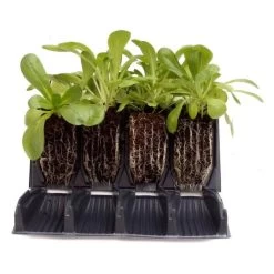 Kweektray Rapid Roots - 32 Cellen -Perfecte Tuin kweektray rapid roots 32 cellen 1521399839 1 600