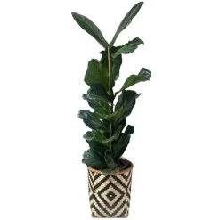 Mand Greece Zwart Naturel - Set Van 3 Stuks -Perfecte Tuin mand greece zwart naturel 1612447409 1 600