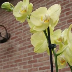 Orchideeënclips - Set Van 10 Stuks -Perfecte Tuin orchideenclips 1487329046 0 600