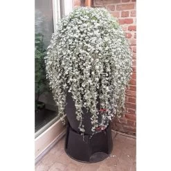 Regenton Antraciet - 360 Liter -Perfecte Tuin regenton antraciet 360 liter 1566069314 1 600