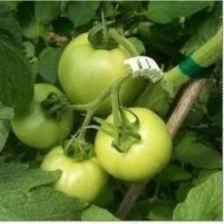 Tomaten Trossteun Wit - Set Van 100 Stuks -Perfecte Tuin tomatentrossteunen 1484056718 4 600