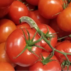 Tomaten Trossteun Wit - Set Van 100 Stuks -Perfecte Tuin tomatentrossteunen 1536691845 1 600