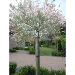 Tree-fix Boombinder 23 Cm - Set Van 20 Stuks -Perfecte Tuin treefix boombinder 23 cm 1547127699 1 600