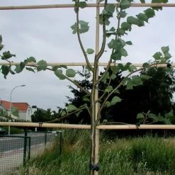 Vigne-fix 7 Cm Plantenbinder - 500 G -Perfecte Tuin vignefix 7 cm plantenbinder 1547134454 1 600